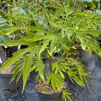 ARALIA polycarpa Green Fingers