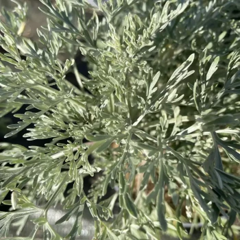 ARTEMISIA Powis Castle
