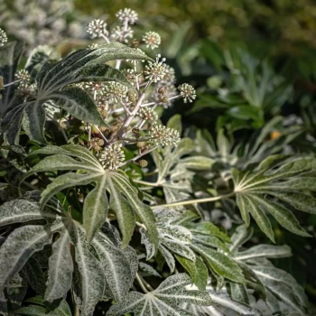 ARALIA sieboldii Spider's Web