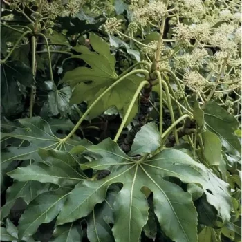 ARALIA sieboldii