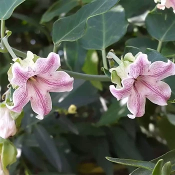 ARAUJIA sericifera Kapok