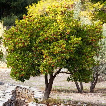 ARBUTUS unedo Compacta