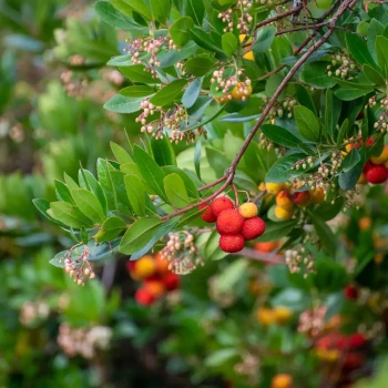 ARBUTUS unedo Marina