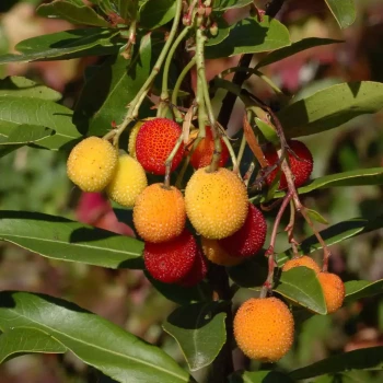 ARBUTUS unedo Roselily