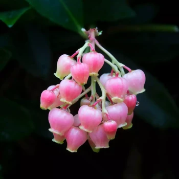 ARBUTUS unedo Rubra
