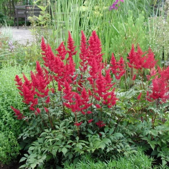 ASTILBE arendsii Etna