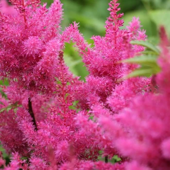 ASTILBE chinensis Vision in Pink