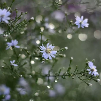 ASTER cordifolius Blütenregen