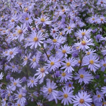 ASTER cordifolius Little Carlow