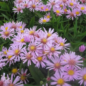 ASTER dumosus Granat