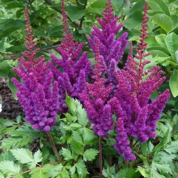 ASTILBE japonica Little Vision in Purple