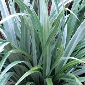 ASTELIA nervosa Silver Shadow