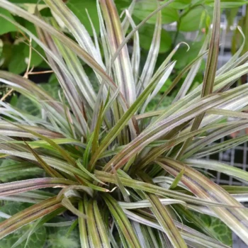 ASTELIA nervosa Westland