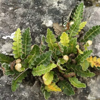 ASPLENIUM trichomanes