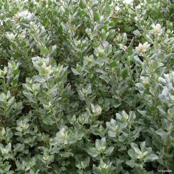 ATRIPLEX halimus