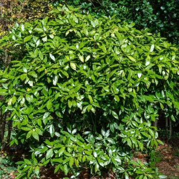 AUCUBA japonica