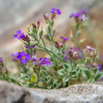 AUBRIETA x Red