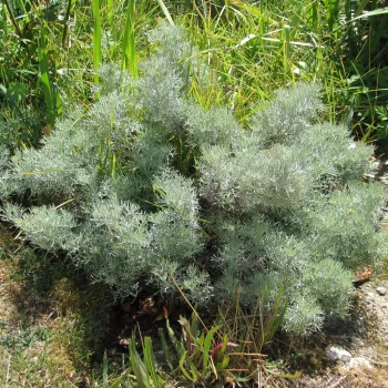 AZALEA canescens