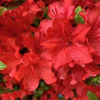 AZALEA japonica Arabesk