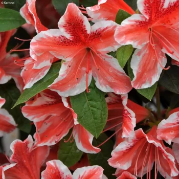 AZALEA japonica Ben Morisson