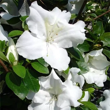 AZALEA japonica Dorothy Haiden