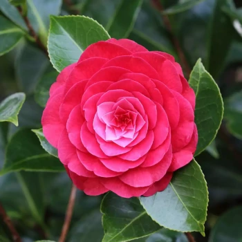 AZALEA japonica Gilbert Mullie