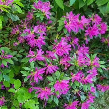 AZALEA japonica Komo Kulshan