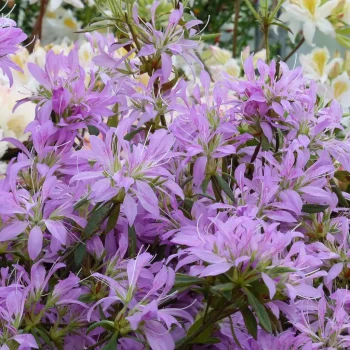 AZALEA japonica Koromo-Shikibu