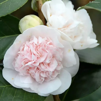 AZALEA Japonica Maria Derby