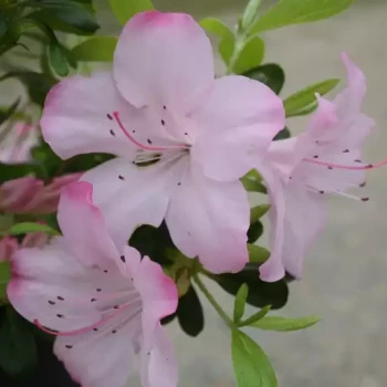 AZALEA japonica Beekolor