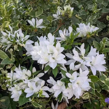 AZALEA japonica Oronte