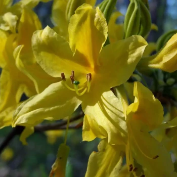 AZALEA luteum Yellow Perfume