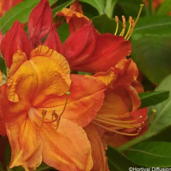 AZALEA mollis Balzac