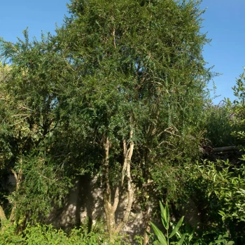 AZARA microphylla