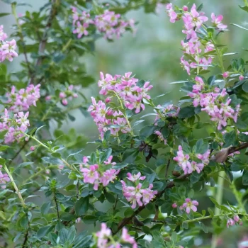 AZALEA mollis Apple Blossom