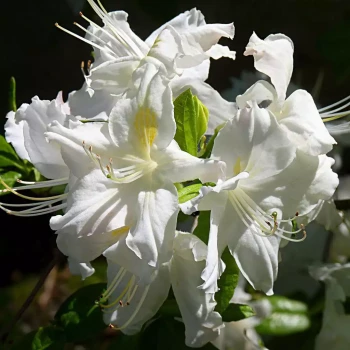 AZALEA mollis Satan