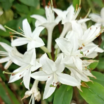 AZALEA mollis Ville d'Orleans