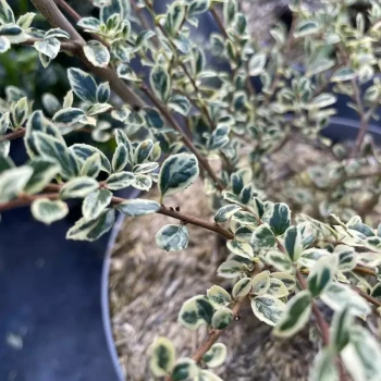 AZARA microphylla Variegata
