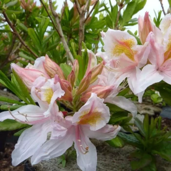 AZALEA x occidentale Irene Koster