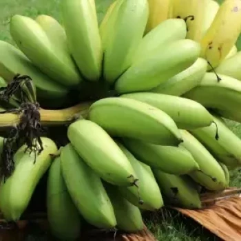 MUSA basjoo Da Jiao