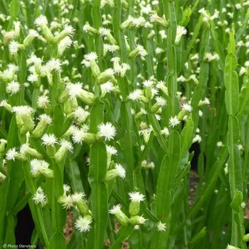 BACCHARIS genistelloides