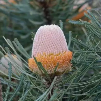 BANKSIA Hookeriana