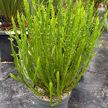 BACCHARIS magellanica