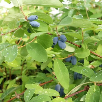 LONICERA kamtschatica Duet