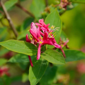 LONICERA kamtschatica Kiew
