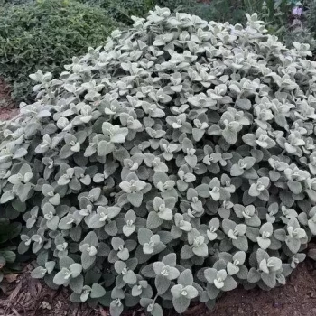 BALLOTA pseudodictamnus Compact Form