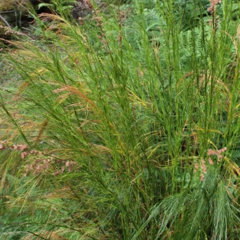 BALOSKION tetraphyllum
