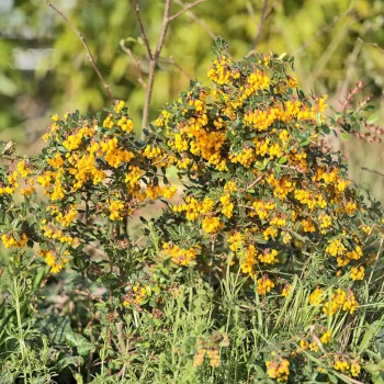 BERBERIS darwinii Compacta