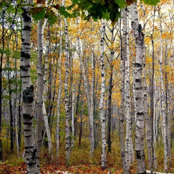 BETULA papyrifera