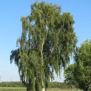 BETULA pendula
